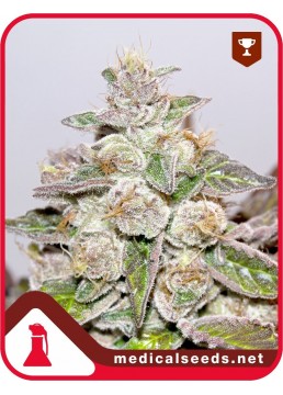 Mendocino Purple Kush 3...