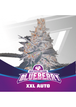 Auto Blueberry XXL 4...