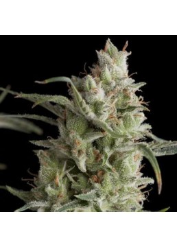Super OG Kush 3+1 Semillas...