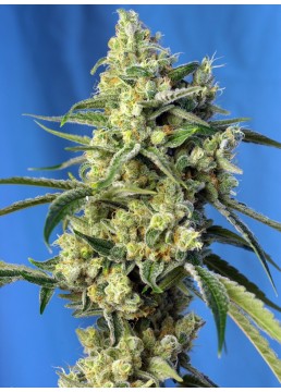 Sweet Amnesia Haze 3+1...